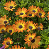 60 Osteospermum Serenity Sunshine Beauty