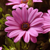 Osteospermum Serenity Collection