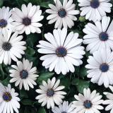 Osteospermum Serenity Collection