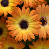 Osteospermum Serenity Collection