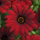 Osteospermum Serenity Collection