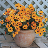 Osteospermum Serenity Collection