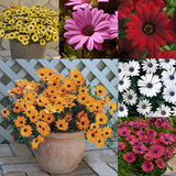 Osteospermum Serenity Collection