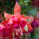 Fuchsia Giant Trailing Collection