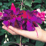 Fuchsia Giant Trailing Collection