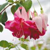 Fuchsia Giant Trailing Collection