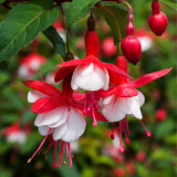 Fuchsia Hardy Collection