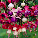 Fuchsia Hardy Mixed