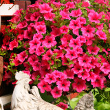 Surfinia Trailing Hot Pink