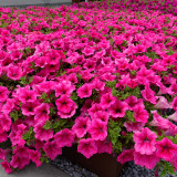 Surfinia Trailing Hot Pink