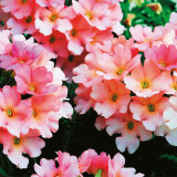 Verbena Samira Peach