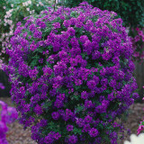 Verbena Samira Blue