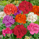 Zonal Geraniums Mixed