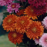 Spray Chrysanthemum Orange