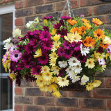 Osteospermum Serenity Mixed