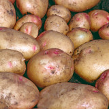 60 Potato Cara