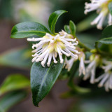 Sarcococca Confusa