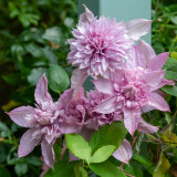 Clematis Multi Pink