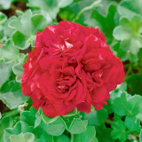 Geranium Double Ivy Leaf Red
