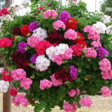 Geranium Double Ivy Leaf Pink