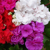 Geranium Double Ivy Leaf Blue