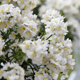 Nemesia Sunpeddle White