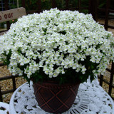 Nemesia Sunpeddle White