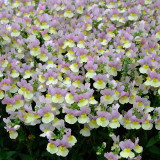 Nemesia Sunpeddle Collection