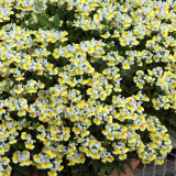 Nemesia Sunpeddle Collection