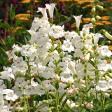 Penstemon Wedding Bells