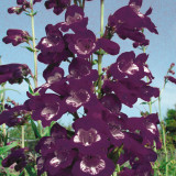 Penstemon Plum Jerkum