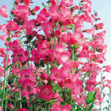 Penstemon Just Jayne