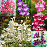 Penstemon Collection