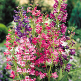 Penstemon Hardy Mixed