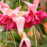 Fuchsia Trailing Bella Rosella