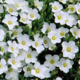 Arenaria montana