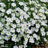 Arenaria montana
