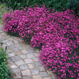 Dianthus Confetti Pink
