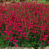 Dianthus deltoides Confetti Red