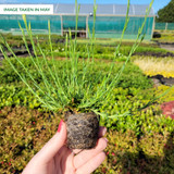 Dianthus deltoides Confetti Red