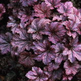 Heuchera villosa 'Palace Purple' (5cm Module)