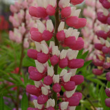 Lupin Chatelaine
