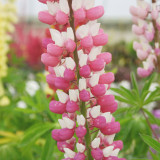 Lupin Chatelaine