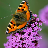 Verbena bonariensis
