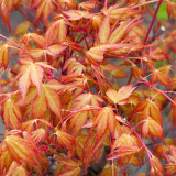 Acer palmatum 'Katsura'