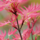 Acer palmatum 'Wilsons Pink Dwarf