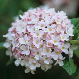 Viburnum burkw. 'Mohawk'