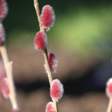 Salix gracilistyla 'Mt. Aso'