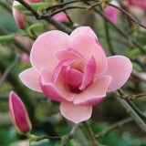 Magnolia soul. 'Rustica Rubra'