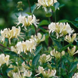 Lonicera periclymenum 'Graham Thomas'